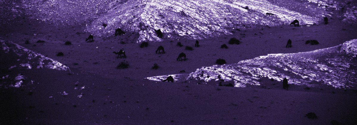 Camels grazing across a desert hillside