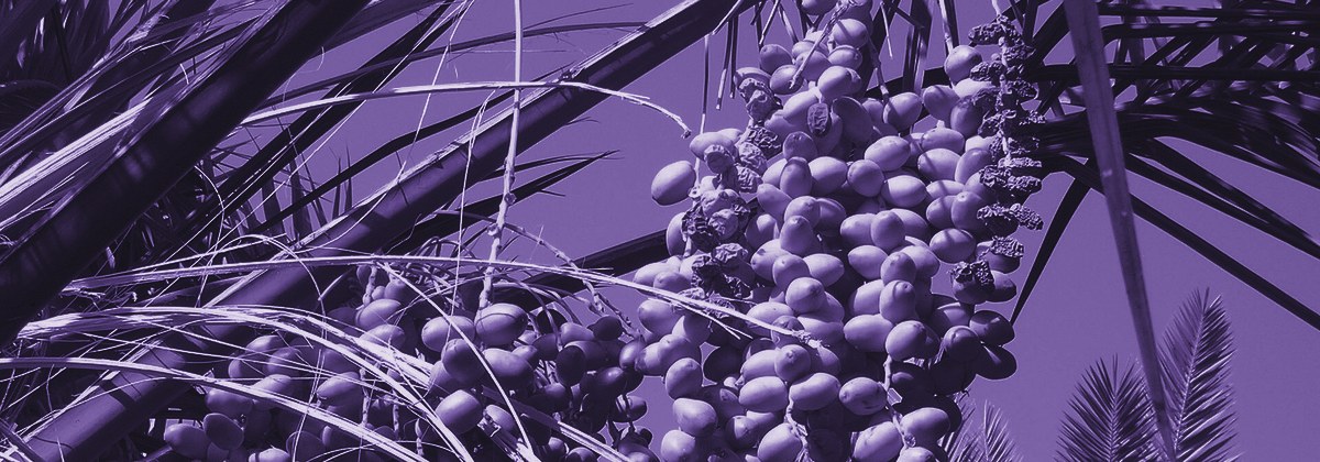 Ripe date bunches on a palm at a Madinah date farm