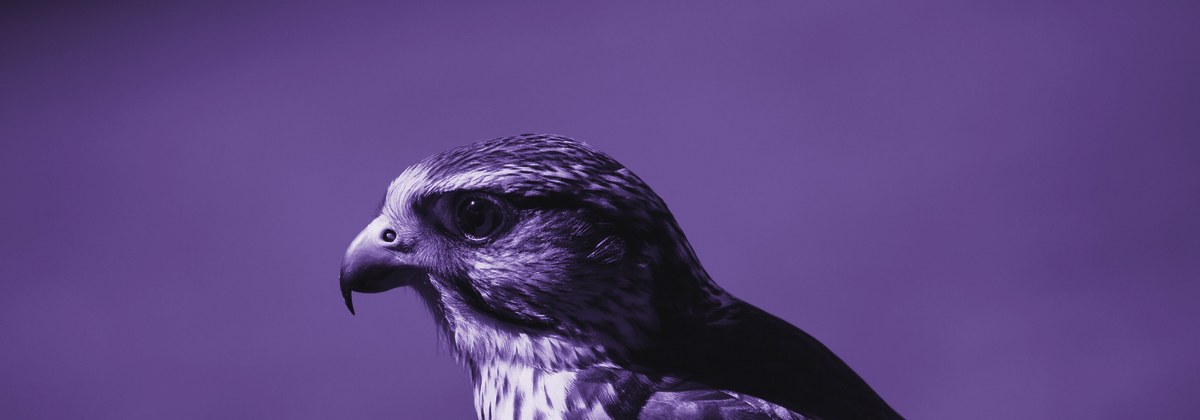 Saker falcon in profile
